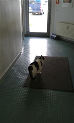 Einrichtungskater Paul