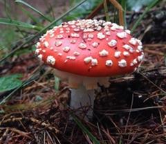 © chiarafornasari/Fotolia