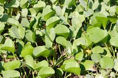 © Dr Ajay Kumar Singh/Fotolia