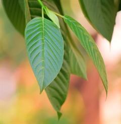 © ninoninos/Fotolia