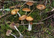 Blauender Kahlkopf © Alan Rockefeller/Mushroom Observer