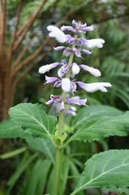 © Doug Stacey/Fotolia